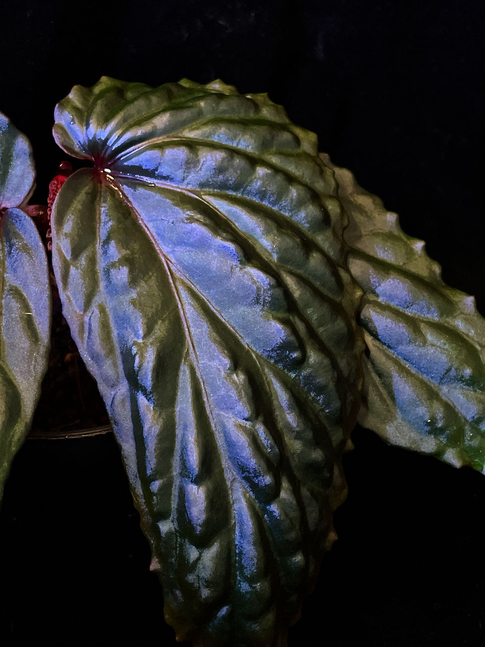 Begonia