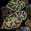 Thumbnail: Begonia 1