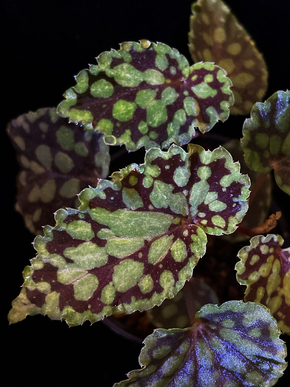 Begonia 1