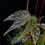 Thumbnail: Begonia Gracilicyma