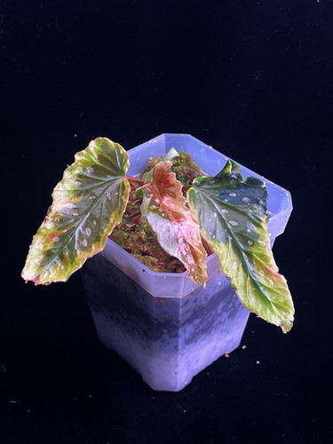 Begonia Dainty Spray Sport variegated | Ruperobe