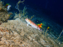 【11月4日(金)】蒲鉾の材料になる・・・