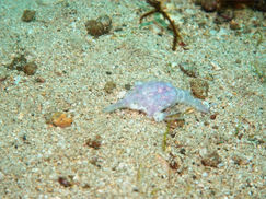 【2月14日】ナンだ!? これ・・・