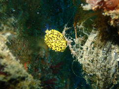 【1月30日(金)】1円玉に収まる完璧な造形