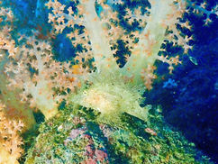 【2月3日(土)】ボロカサゴが登場!!