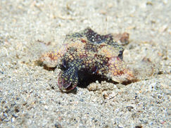 【12月14日(木)】テングっ鼻