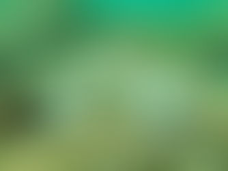 【10月11日】植樹したサンゴを海へ