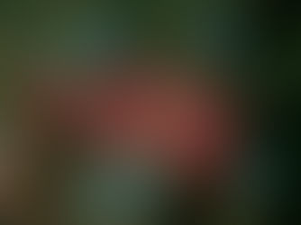 【7月15日】マクロがにぎわう東側