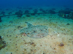 【1月6日】冬の海獣登場