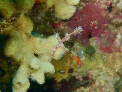 【11月23日(日)】チビっちゃいヤツ