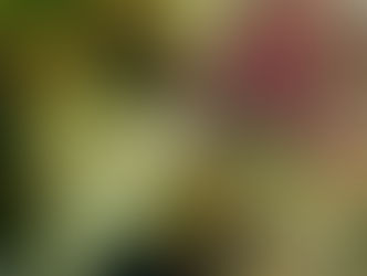 【11月23日(日)】チビっちゃいヤツ