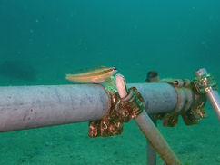 ギンポがオモシロイ