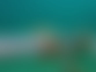 ギンポがオモシロイ