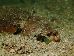 【7月5日】マガキガイの産卵