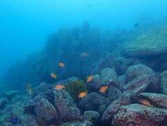 【9月13日(土)】淡島ボートダイビング、ついに再開!!