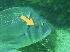 【11月22日(土)】幸運のクロダイ