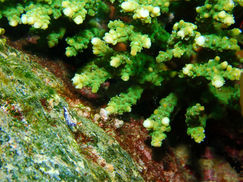 【1月28日】サンゴ群集でのシーン