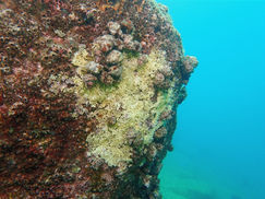 【6月20日】一見するとキモッ!!