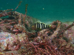 【11月17日】ハタがいろいろ居るね