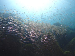 【10月5日】新たな生き物ネタ、続々登場!!