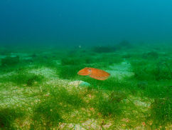 【3月16日(木)】小型のコウイカ類
