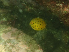 水玉模様がかわいい?