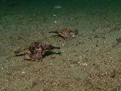 【7月8日】久々!! 巨大ウミテング