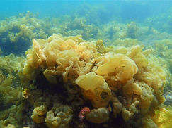 【4月11日】透明度、回復!!