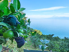 【10月23日(日)】レモネード畑より