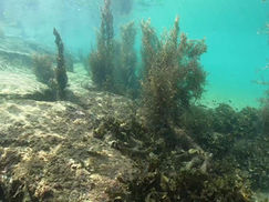 【7月30日】透明度がやや回復!?