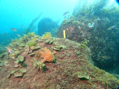 東西のカエルちゃん♪