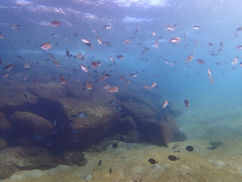 イイ海っぷりが続いております