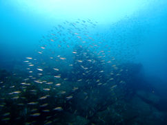【8月25日】川の流れのように
