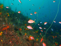 【9月12日】淡島はネタ盛りだくさん!!