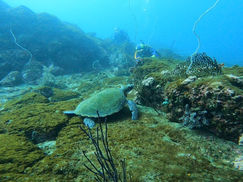 【2月27日】アオウミガメ@淡島