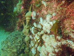 【4月7日】貝のブツブツ