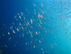 【11月2日】群れも透明度も絶好調です