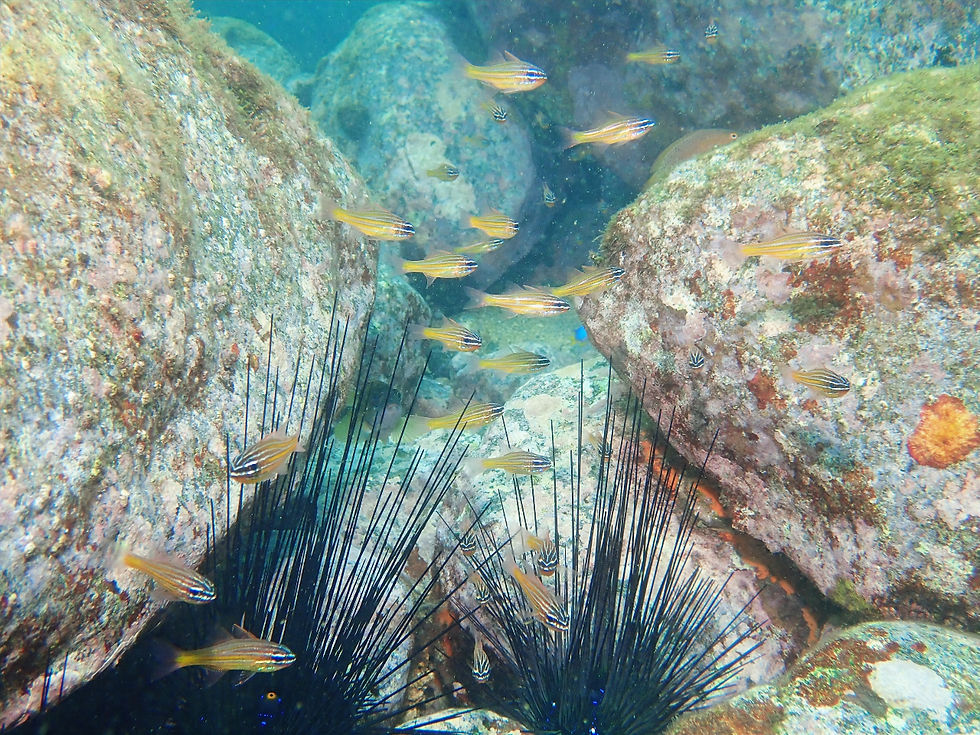 【11月10日(月)】ガンガゼの長いトゲが守り?