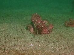 【5月23日】ニョロニョロ~っと可愛らしいやつ