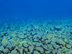 【1月29日】西風ビュンビュン!!