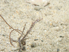 【9月1日(金)】大小のヨウジウオ