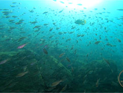 【11月16日(水)】魚がたーくさん