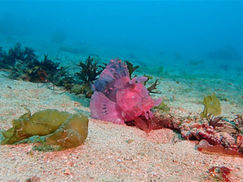 【3月4日】ホウセキカサゴ復活!!