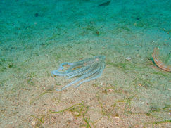 【2月21日(火)】ホワイトブイ登場