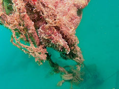 【4月10日】ダイバーさんの人気の的