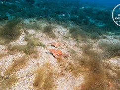 【1月11日】海中も冬の装いに