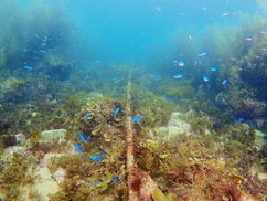 【5月20日】ひたすら刈り込み!!