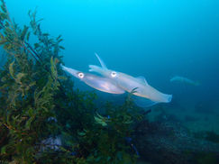 【4月8日】そろそろアレのシーズン