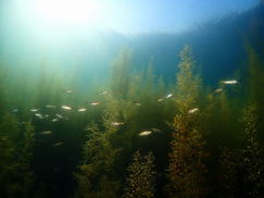 【5月24日】浅場の海藻刈りで