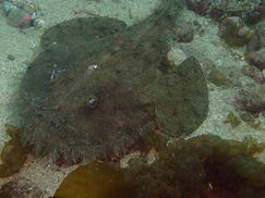 【3月26日】魅惑のアイツ